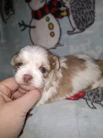 Caleb- Imperial, a male Shih Tzu for sale in Mountain Home, AR – Photo 7 of 9