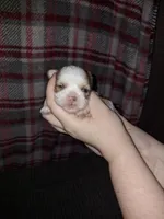 Caleb- Imperial, a male Shih Tzu for sale in Mountain Home, AR – Photo 8 of 9