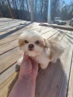 Caleb- Imperial, a male Shih Tzu for sale in Mountain Home, AR – Photo 2 of 9
