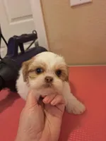 Caleb- Imperial, a male Shih Tzu for sale in Mountain Home, AR – Photo 4 of 9