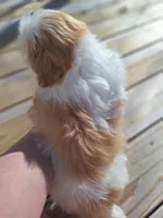 Caleb- Imperial, a male Shih Tzu for sale in Mountain Home, AR – Photo 3 of 9