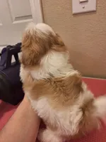 Caleb- Imperial, a male Shih Tzu for sale in Mountain Home, AR – Photo 5 of 9