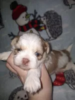 Caleb- Imperial, a male Shih Tzu for sale in Mountain Home, AR – Photo 6 of 9