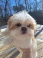 Caleb- Imperial, a male Shih Tzu for sale in Mountain Home, AR – Photo 1 of 9