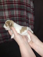 Caleb- Imperial, a male Shih Tzu for sale in Mountain Home, AR – Photo 9 of 9