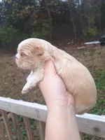 Parker- Imperial, a male Shih Tzu for sale in Mountain Home, AR – Photo 2 of 5