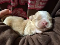 Parker- Imperial, a male Shih Tzu for sale in Mountain Home, AR – Photo 5 of 5