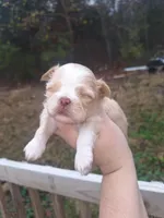 Parker- Imperial, a male Shih Tzu for sale in Mountain Home, AR – Photo 3 of 5