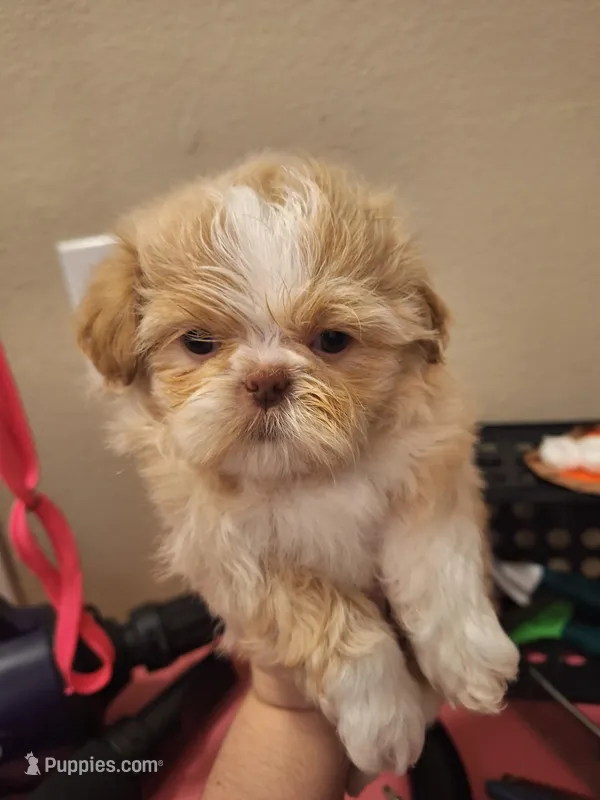 Parker- Imperial, a male Shih Tzu for sale in Mountain Home, AR – Photo 1 of 5