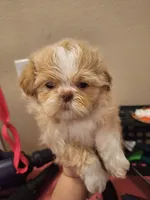 Parker- Imperial, a male Shih Tzu for sale in Mountain Home, AR – Photo 1 of 5