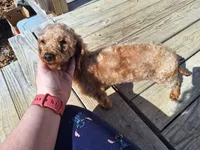 Red, a female Poodle - Toy  for sale in Mountain Home, AR – Photo 1 of 3