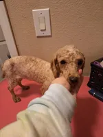 Red, a female Poodle - Toy  for sale in Mountain Home, AR – Photo 2 of 3