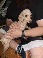Red, a female Poodle - Toy  for sale in Mountain Home, AR – Photo 3 of 3