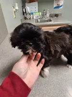 Aria - Imperial, a female Shih Tzu for sale in Mountain Home, AR – Photo 3 of 9