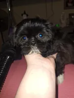 Aria - Imperial, a female Shih Tzu for sale in Mountain Home, AR – Photo 1 of 9