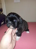 Aria - Imperial, a female Shih Tzu for sale in Mountain Home, AR – Photo 6 of 9