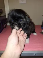 Aria - Imperial, a female Shih Tzu for sale in Mountain Home, AR – Photo 4 of 9