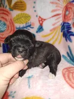 Aria - Imperial, a female Shih Tzu for sale in Mountain Home, AR – Photo 5 of 9