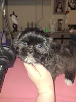 Aria - Imperial, a female Shih Tzu for sale in Mountain Home, AR – Photo 9 of 9