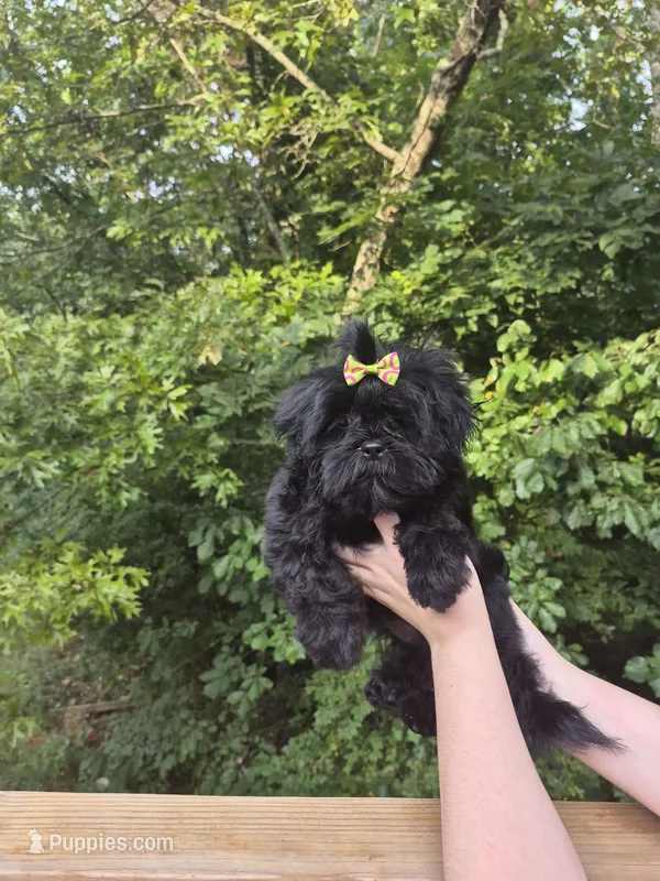 Willa – Shih Tzu puppy for sale in Cabot, AR