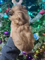 Pumpkin- Imperial, a female Shih Tzu for sale in Mountain Home, AR – Photo 2 of 2