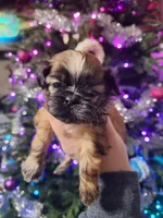 Pumpkin- Imperial, a female Shih Tzu for sale in Mountain Home, AR – Photo 1 of 2