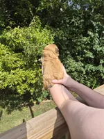 Jackson, a male Shih Tzu for sale in Mountain Home, AR – 2 of 4