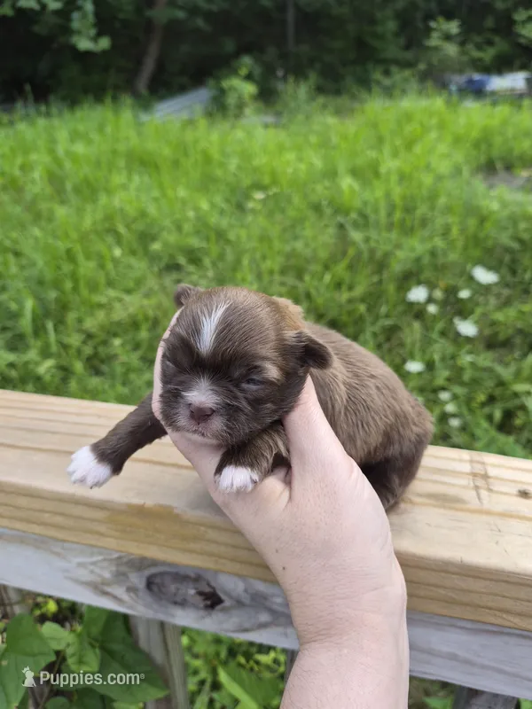 Mini – Shih Tzu puppy for sale in Mountain Home, AR
