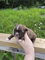 Mini, a female Shih Tzu for sale in Mountain Home, AR – 1 of 1