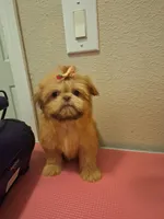 Reba (imperial), a female Shih Tzu for sale in Mountain Home, AR – Photo 1 of 6