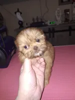 Reba (imperial), a female Shih Tzu for sale in Mountain Home, AR – Photo 5 of 6