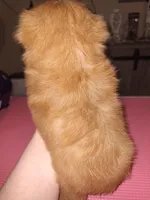 Reba (imperial), a female Shih Tzu for sale in Mountain Home, AR – Photo 6 of 6