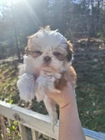 1 Imperial, a female Shih Tzu for sale in Mountain Home, AR – Photo 3 of 3