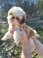 1 Imperial, a female Shih Tzu for sale in Mountain Home, AR – Photo 1 of 3