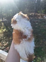 1 Imperial, a female Shih Tzu for sale in Mountain Home, AR – Photo 2 of 3
