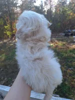 Sir Floof- Imperial, a male Shih Tzu for sale in Mountain Home, AR – Photo 2 of 4