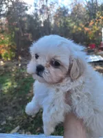 Sir Floof- Imperial, a male Shih Tzu for sale in Mountain Home, AR – Photo 4 of 4