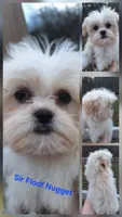 Sir Floof- Imperial, a male Shih Tzu for sale in Mountain Home, AR – Photo 1 of 4