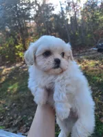 Sir Floof- Imperial, a male Shih Tzu for sale in Mountain Home, AR – Photo 3 of 4