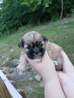 Lavos, a male Shih Tzu for sale in Mountain Home, AR – Photo 3 of 3