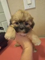 Lavos, a male Shih Tzu for sale in Mountain Home, AR – Photo 2 of 3