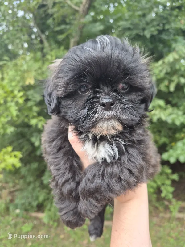 Dash – Shih Tzu puppy for sale in Cabot, AR
