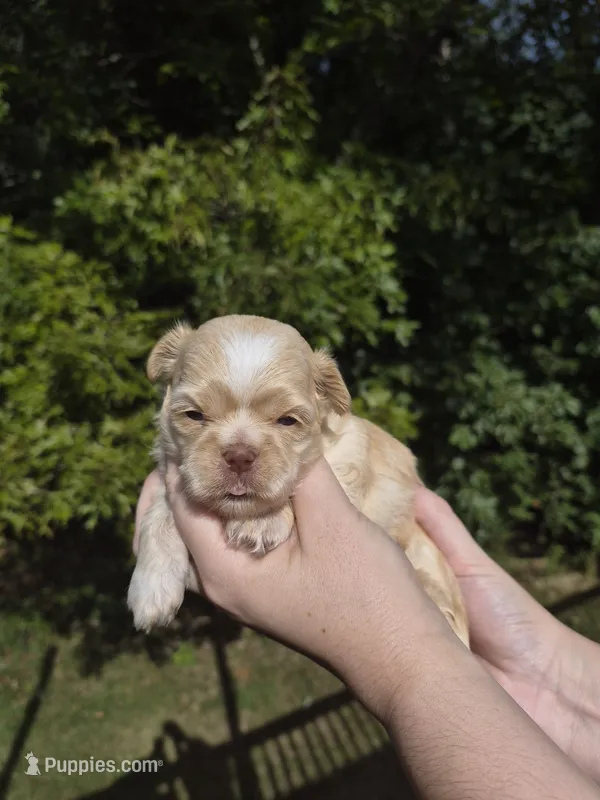 Hamlet – Shih Tzu puppy for sale in Cabot, AR