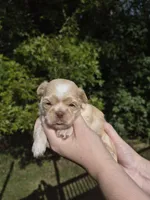Hamlet, a male Shih Tzu for sale in Cabot, AR – 1 of 3