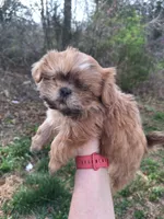 Jasper, a male Shih Tzu for sale in Mountain Home, AR – Photo 3 of 3