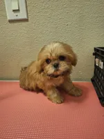Jasper, a male Shih Tzu for sale in Mountain Home, AR – Photo 2 of 3