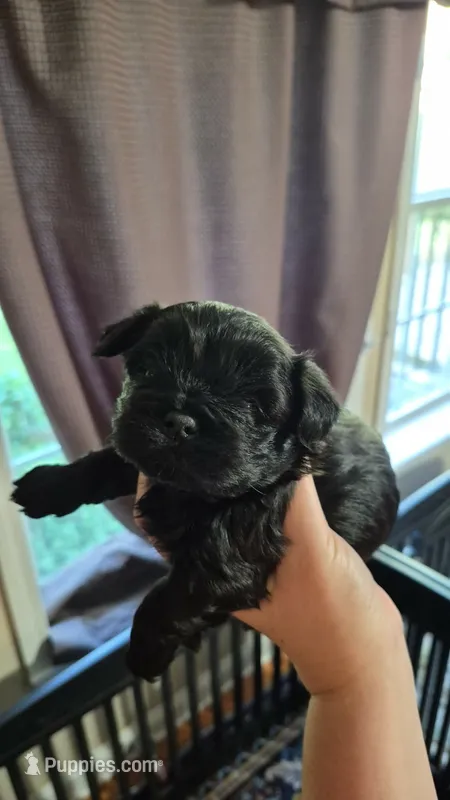 Onyx – Shih Tzu puppy for sale in Mountain Home, AR
