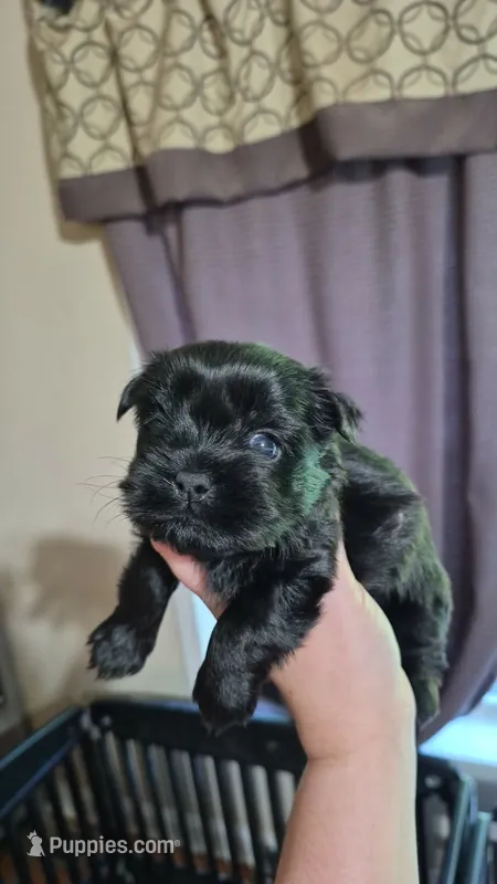Willa – Shih Tzu puppy for sale in Mountain Home, AR