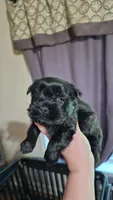 Willa, a female Shih Tzu for sale in Mountain Home, AR – 1 of 1