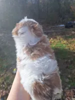 2 Imperial, a female Shih Tzu for sale in Mountain Home, AR – Photo 2 of 4